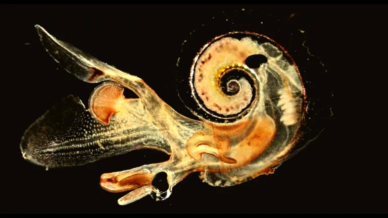 BIO 16_ cred Plankton Chronicles Project, Christian Sardet, CNRS - Jorge Saad Jafet